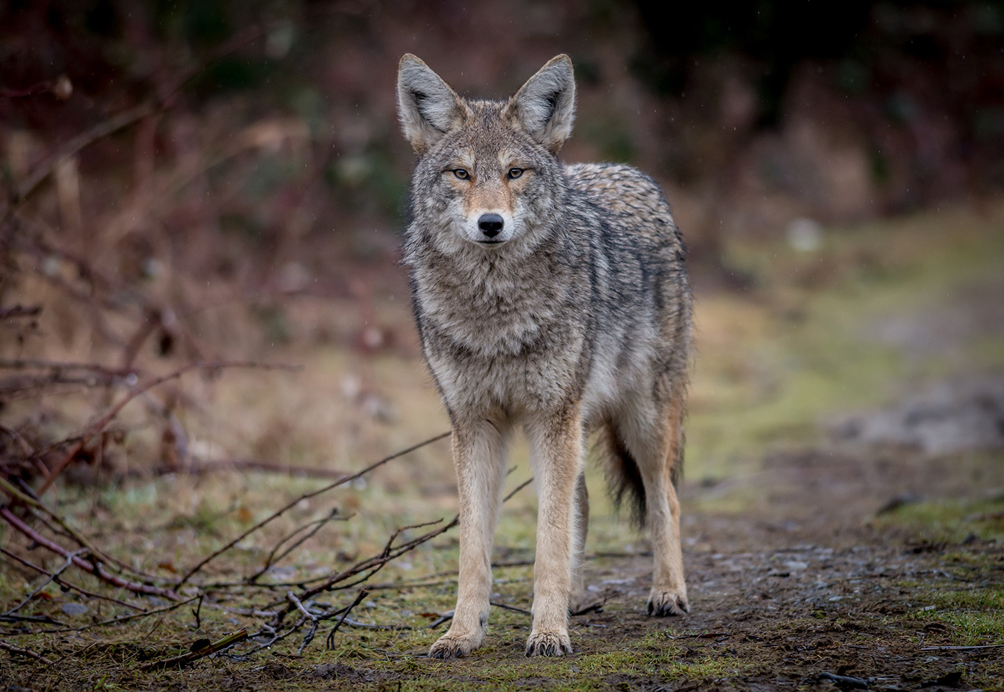 Urban Coyote 159526196